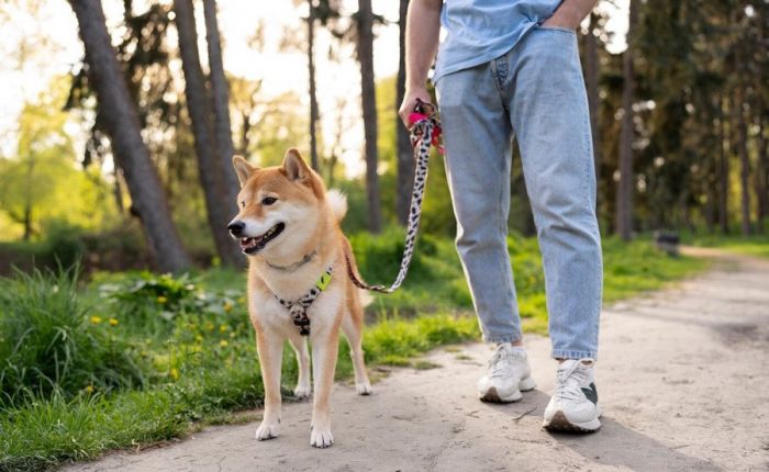 Собака гуляет,&nbsp;хозяин &ndash; убирает &ndash; вот такая простая арифметика чистоты