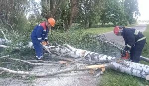 МЧС: Упавшие деревья и 670 населенных пунктов без электричества