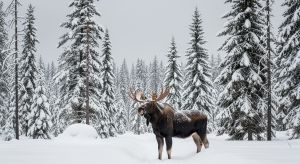 31 января заканчивается охота на лося и оленя благородного