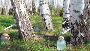 Как правильно заготавливать сок самостоятельно, не нарушая законодательство?