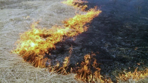 За незаконное выжигание сухой растительности предусмотрен штраф до 40 базовых величин