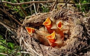 С 16 февраля по 14 августа действует запрет на уничтожение гнезд пернатых