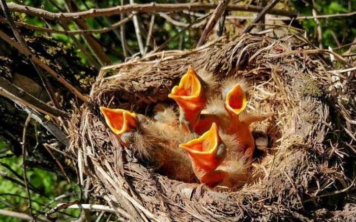 С 16 февраля по 14 августа действует запрет на уничтожение гнезд пернатых