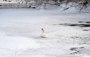 Крупчане беспокоятся за жизнь лебедей, которых наблюдают на местной реке. Узнали подробности