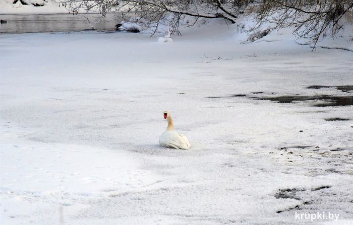 Крупчане беспокоятся за жизнь лебедей, которых наблюдают на местной реке. Узнали подробности