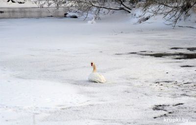 Крупчане беспокоятся за жизнь лебедей, которых наблюдают на местной реке. Узнали подробности