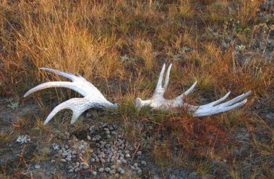 Трофеи и экология: правила поиска рогов в лесах Беларуси