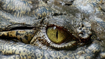 Бразильский школьник нашел останки гигантского крокодила
