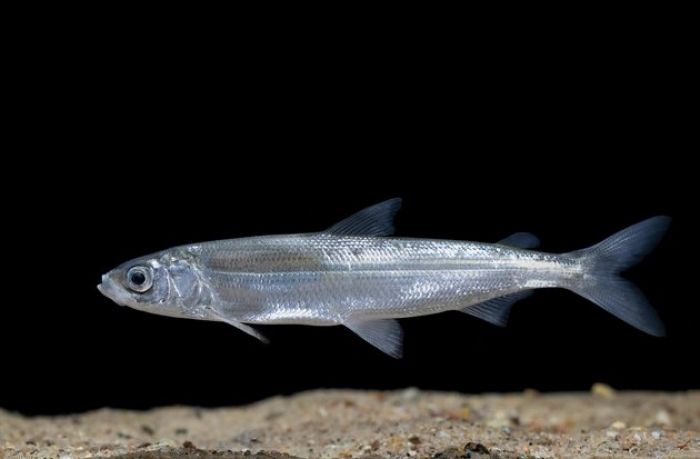 В Беларуси с 15 ноября вводится запрет на лов ряпушки европейской