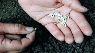 В Крупском районе ранними яровыми зерновыми засеяно 85,5% заданных площадей