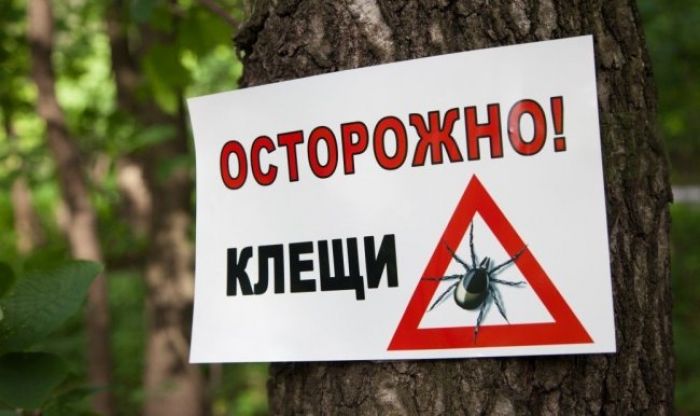 В марте в Крупском районе обнаружены первые клещи