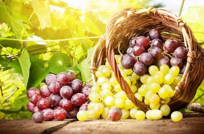 Вінаград –  першая з ягадных культур, плады якой людзі пачалі вырошчваць