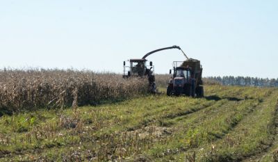 С одного гектара крупские аграрии берут по 244 центнера кукурузы