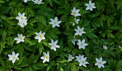 Защитить первоцветы может каждый!