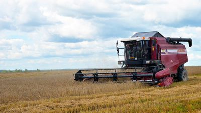 В Беларуси намолочено 1,75 млн тонн зерна