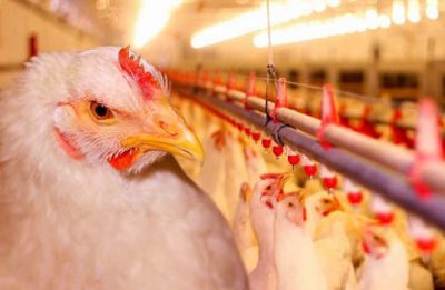 В Минской области за первое полугодие увеличили производство сельхозпродукции более чем на 5%