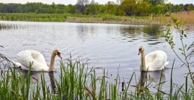 Не прикармливай диких водоплавающих птиц в местах, предназначенных для купания