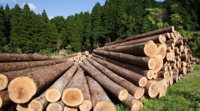 Правительство снижает стоимость деловой древесины для физлиц