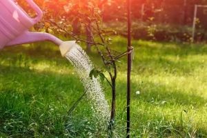 Минприроды призывает всех поучаствовать в экоакции &quot;Полей дерево – сохрани ему жизнь&quot;