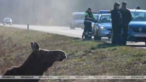 Более 3,3 тыс. ДТП с участием диких животных произошло в Беларуси за январь-август