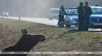 Более 3,3 тыс. ДТП с участием диких животных произошло в Беларуси за январь-август