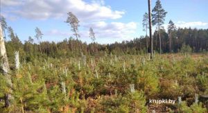 Кто покрасил растения в лесу?