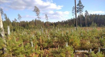 Кто покрасил растения в лесу?