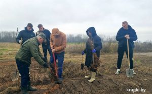 Около агрогородка Гапоновичи появились новые насаждения