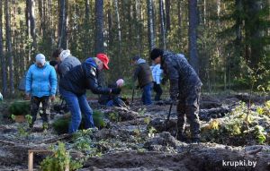 Общественная акция &quot;Дай лесу новае жыццё&quot; прошла в Крупском районе