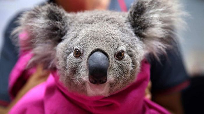 ФОТОФАКТ: Спасение коал после лесных пожаров в Австралии
