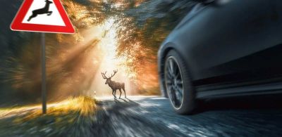 Столкновения с дикими животными &ndash; одна из самых опасных ситуаций на загородных дорогах
