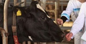 Госконтроль проведет мониторинги животноводческих объектов и изучит подготовку сельхозорганизаций к посевной