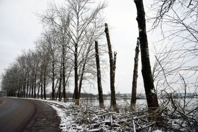 Зачем в Крупках обрезают деревья?