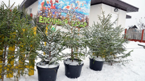 Ноу-хау! Крупский лесхоз продает новогодние деревья в кадках