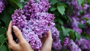 Какой штраф в Беларуси предусмотрен за сорванную сирень?