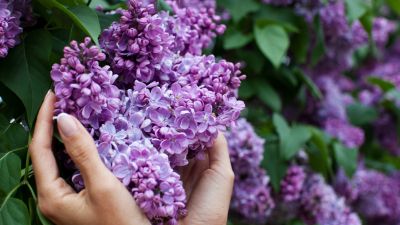 Какой штраф в Беларуси предусмотрен за сорванную сирень?