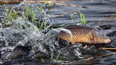 БООР собирает предложения по зарыблению водоемов