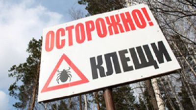 Крупские эпидемиологи напоминают, что сезон активности клещей продолжается