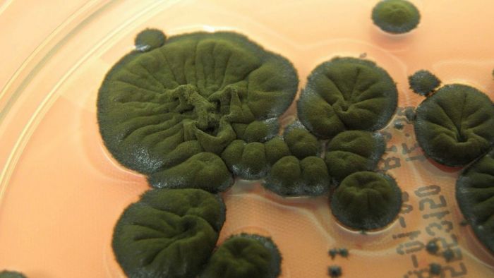 Чёрный гриб из зоны Чернобыльской АЭС способен питаться радиацией