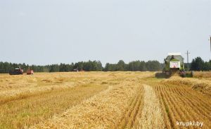 Аграрии Беларуси намолотили почти 8,9 млн тонн зерна