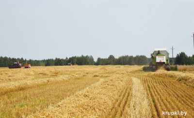 Аграрии Беларуси намолотили почти 8,9 млн тонн зерна
