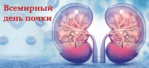 12 марта отмечается Всемирный День Почки