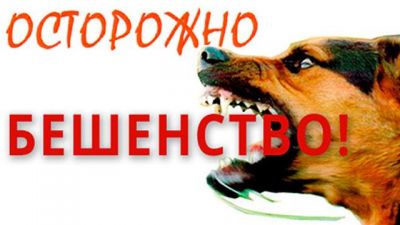 В 2024 году в Крупском районе подтверждено 6 случаев бешенства диких и  домашних животных