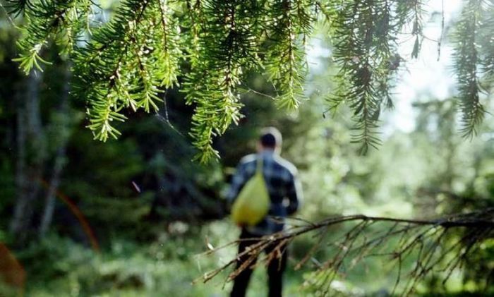 В Беларуси за сутки в лесах потерялись шесть человек