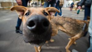 ИМНС: Памятка для владельцев собак