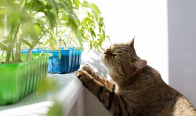 В марте основные огородные работы сосредоточены на подоконнике