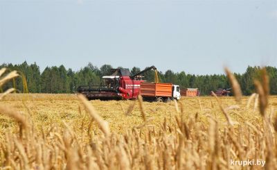 В Беларуси намолотили более 8,3 млн т зерна